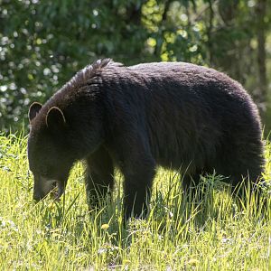 American Black Bear - Yukon