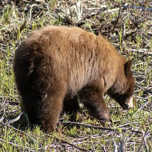 American Black Bear - Yukon