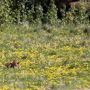 Wood Bison - Yukon