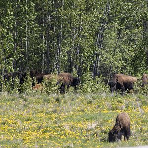 Wood Bison - Yukon