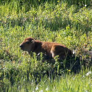 Wood Bison Calf