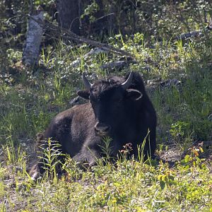Wood Bison - British Columbia