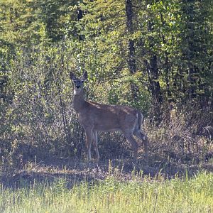 Whitetail Deer - British Columbia