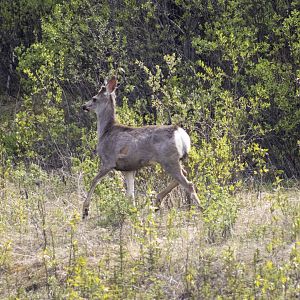 Mule Deer - British Columbia