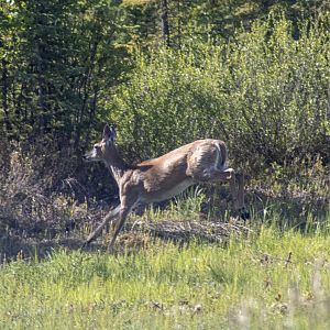 Whitetail Deer - British Columbia