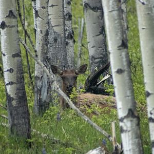 Elk - British Columbia