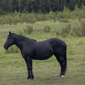 Domestic Horse - British Columbia