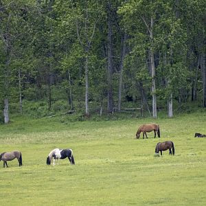 Domestic Horses - British Columbia