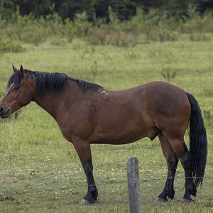 Domestic Horse - British Columbia