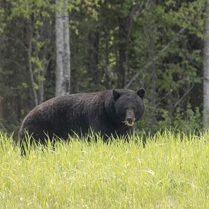 American Black Bear - British Columbia