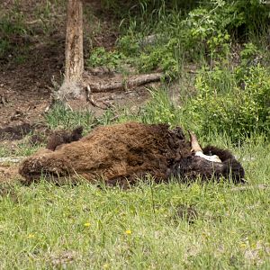 Bison Carcass (and site of reputed Brown Bear activity) - British Columbia