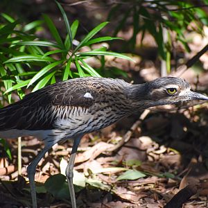 Bush Stone-Curlew