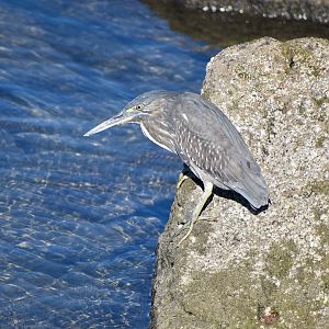 Striated Heron