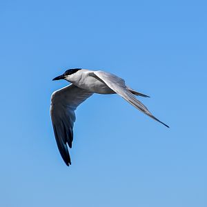 Australian Tern