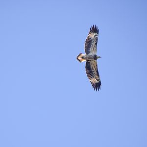 White-bellied Sea-Eagle