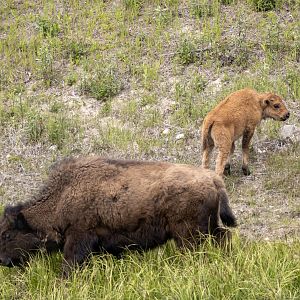 Bison with Calf