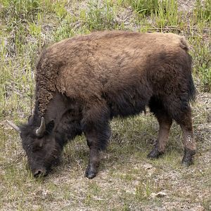 Wood Bison