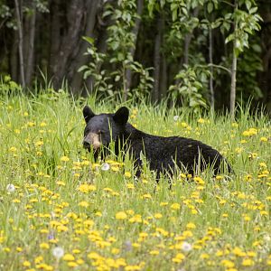 American Black Bear