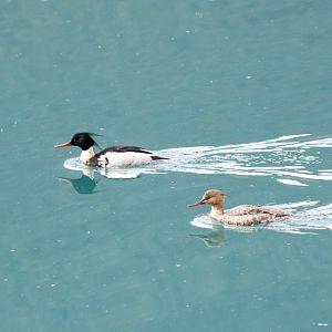 Red-breasted Mergansers - British Columbia