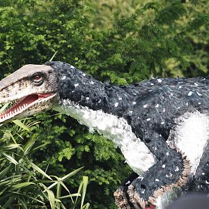 Afternoon bird show - Person in a feathered theropod dinosaur suit, 2024-05-21