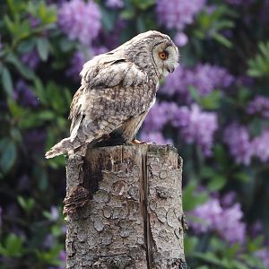Afternoon bird show - Eurasian Long-eared owl (Asio otus otus), 2024-05-21