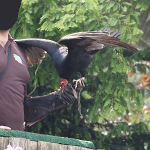 Afternoon bird show - South American turkey vulture (Cathartes aura ruficollis), 2024-05-21