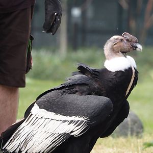 Afternoon bird show - Andean condor (Vultur gryphus) , 2024-05-21
