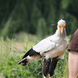 Afternoon bird show - Secretary bird (Sagittarius serpentarius), 2024-05-21
