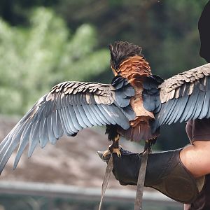 Afternoon bird show - Bateleur eagle (Terathopius ecaudatus), 2024-05-21