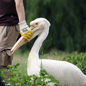 Afternoon bird show - Great white pelican (Pelecanus onocrotalus), 2024-05-21