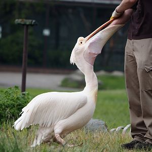 Afternoon bird show - Great white pelican (Pelecanus onocrotalus), 2024-05-21