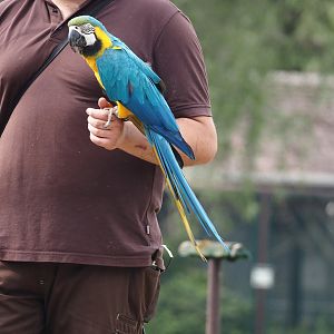 Afternoon bird show - Blue-and-gold macaw (Ara ararauna), 2024-05-21