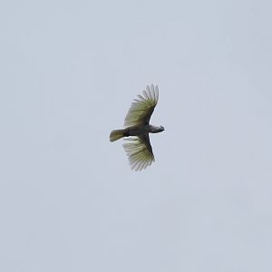 Afternoon bird show - Greater sulphur-crested cockatoo (Cacatua galerita), 2024-05-21