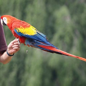 Afternoon bird show - Scarlet macaw (Ara macao), 2024-05-21