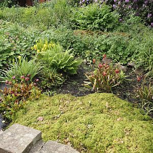 Garden area with carnivorous plants, 2024-05-21