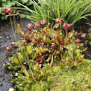 Sarracenias, 2024-05-21