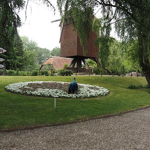 Gardens near the old post windmill, 2024-05-21