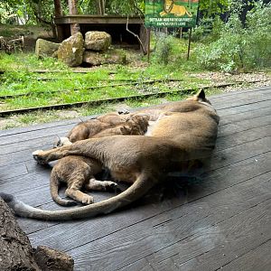 Arya feeding her three cubs