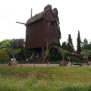 Old post windmill with European white stork nest, 2024-05-21