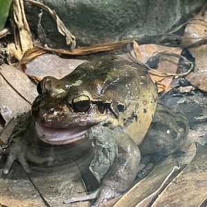 Mountain Chicken Frog