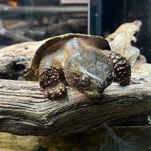 Big-Headed Turtle