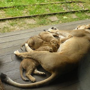 Asiatic Lioness Arya with cubs Mali, Syanii and Shanti