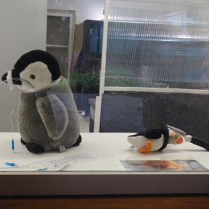 Baby -und Aufzuchtstation (Main nursery) - Demonstration of veterinary techniques on plushies, 2024-05-22