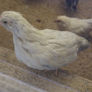 Juvenile domestic chicken (Gallus domesticus), 2024-05-21