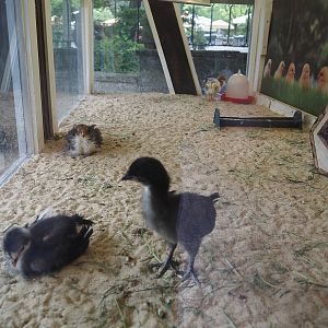 Baby - und Aufzuchtstation (Main nursery) - Raising exhibit for galliformes, with domestic chickens, 2024-05-21