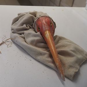 Baby - und Aufzuchtstation (Main nursery) - Siberian crane hand feeding puppet, 2024-05-21