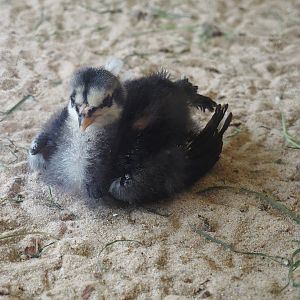 Domestic chicken chick (Gallus domesticus), 2024-05-21