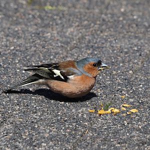Wild male Eurasian chaffinch (Fringilla coelebs), 2024-05-23