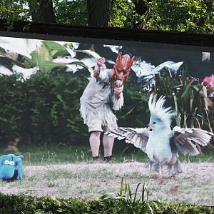 Morning bird show - Bird show screen with image of kagu used in show, 2024-05-23