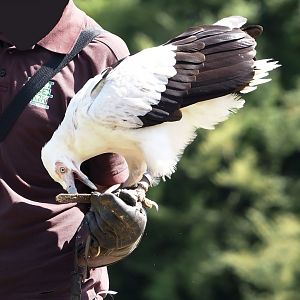 Morning bird show - Palm-nut vulture (Gypohierax angolensis), 2024-05-23